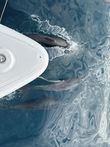 2012 Lagoon 450 with flybridge photo 44
